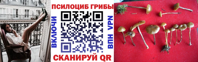 Купить  Ейск  Псилоцибиновые грибы мицелий 